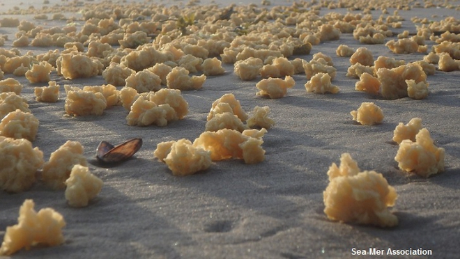 Pháp: Phát hiện thấy hàng nghìn vật thể lạ giống xốp nằm rải rác khắp bờ biển - Ảnh 1.