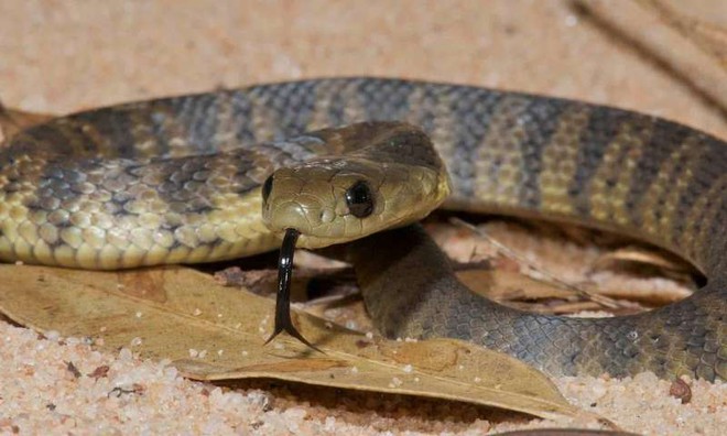 Loài rắn này sở hữu loại độc tố mạnh đến mức 10 triệu năm không cần tiến hóa - Ảnh 3.