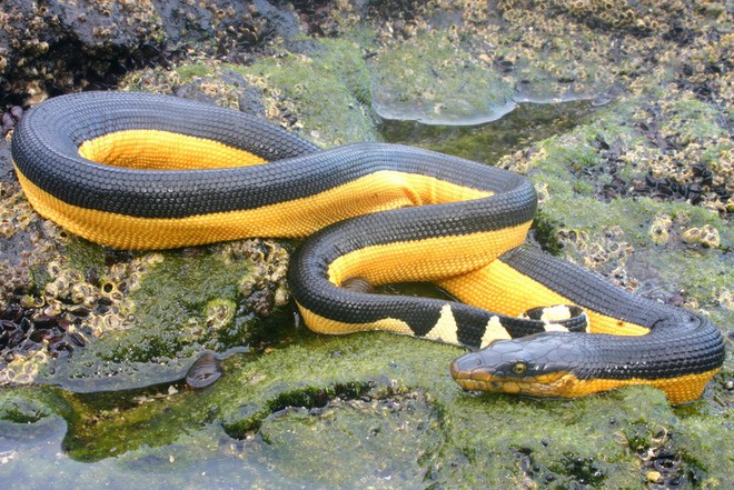 Điều kỳ dị này đã giúp rắn biển không uống nước 6 - 7 tháng vẫn sống nhăn răng - Ảnh 2.