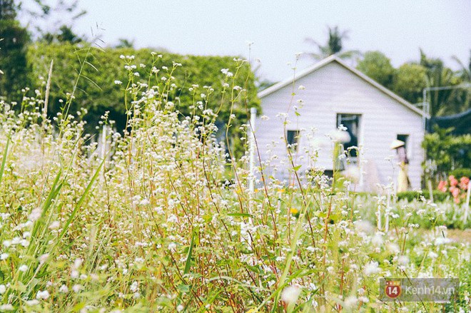 Hoa tam gi&aacute;c mạch lần đầu xuất hiện tại S&agrave;i G&ograve;n, người d&acirc;n th&iacute;ch th&uacute; k&eacute;o đến chụp ảnh - Ảnh 1.