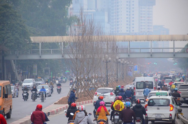 Ch&ugrave;m ảnh: Tận thấy h&agrave;ng trăm c&acirc;y phong l&aacute; đỏ mới được trồng tr&ecirc;n phố Trần Duy Hưng ở H&agrave; Nội - Ảnh 1.