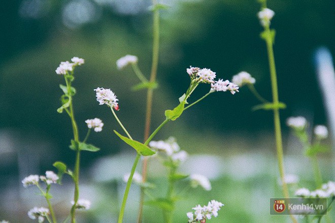 Hoa tam gi&aacute;c mạch lần đầu xuất hiện tại S&agrave;i G&ograve;n, người d&acirc;n th&iacute;ch th&uacute; k&eacute;o đến chụp ảnh - Ảnh 10.
