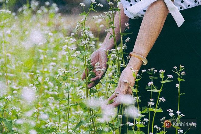 Hoa tam gi&aacute;c mạch lần đầu xuất hiện tại S&agrave;i G&ograve;n, người d&acirc;n th&iacute;ch th&uacute; k&eacute;o đến chụp ảnh - Ảnh 12.