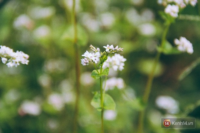 Hoa tam gi&aacute;c mạch lần đầu xuất hiện tại S&agrave;i G&ograve;n, người d&acirc;n th&iacute;ch th&uacute; k&eacute;o đến chụp ảnh - Ảnh 2.