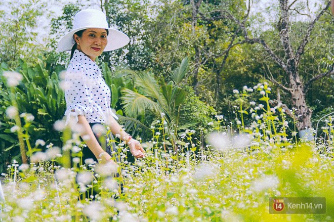 Hoa tam gi&aacute;c mạch lần đầu xuất hiện tại S&agrave;i G&ograve;n, người d&acirc;n th&iacute;ch th&uacute; k&eacute;o đến chụp ảnh - Ảnh 11.