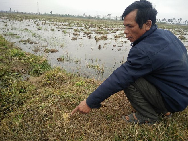 Nỗi đau của hai hộ gia đình khi 9 con bò bỗng lăn đùng ra chết - Ảnh 2.