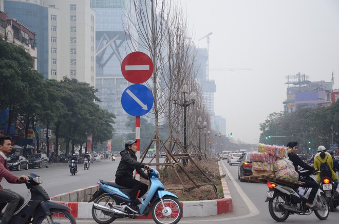 Chùm ảnh: Tận thấy hàng trăm cây phong lá đỏ mới được trồng trên phố Trần Duy Hưng ở Hà Nội - Ảnh 3.