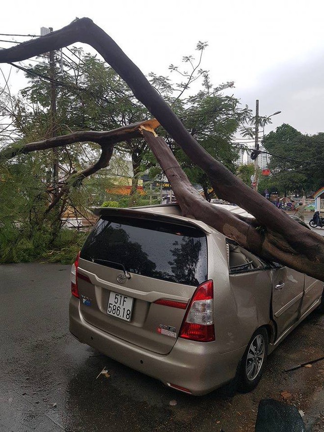 TP.HCM: Xế hộp bị cây xanh đè bẹp dúm trên đường phố, tài xế vội đạp cửa thoát ra ngoài - Ảnh 1.