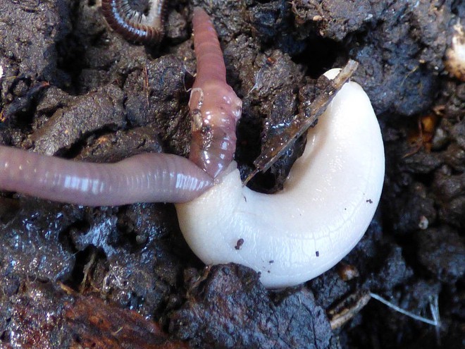 Động vật dưới l&ograve;ng đất: hoặc xinh như thần ti&ecirc;n, hoặc kinh ho&agrave;ng muốn gục ng&atilde; - Ảnh 7.