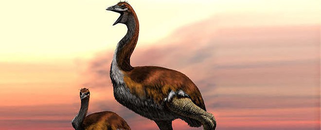 Khoa học ch&iacute;nh thức x&aacute;c nhận đ&acirc;y l&agrave; lo&agrave;i chim lớn nhất lịch sử, v&agrave; n&oacute; to đến bất ngờ - Ảnh 1.