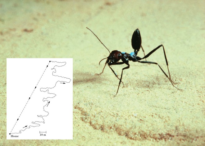 Đây là loài kiến kỳ lạ nhất sa mạc: Giải được cả toán lượng giác nhưng... quên luôn quê hương nếu thấy đồ ngon - Ảnh 4.