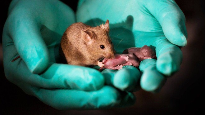 Drama làng chuột bạch: 2 con chuột cái trong viện khoa học Trung Quốc đẻ ra con, không có con đực nào tham gia vào câu chuyện này - Ảnh 2.