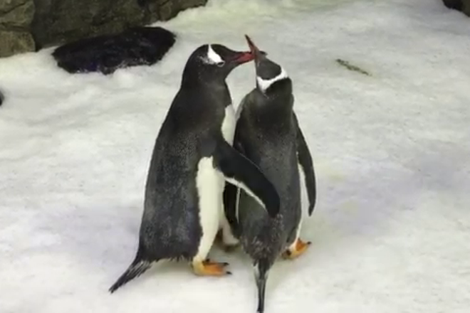 Thấy đôi chim cánh cụt đực có tình cảm trên mức bạn bè, nhân viên thủy cung liền đẩy thuyền nhiệt liệt - Ảnh 1.