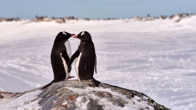 Thấy đôi chim cánh cụt đực có tình cảm trên mức bạn bè, nhân viên thủy cung liền đẩy thuyền nhiệt liệt - Ảnh 5.