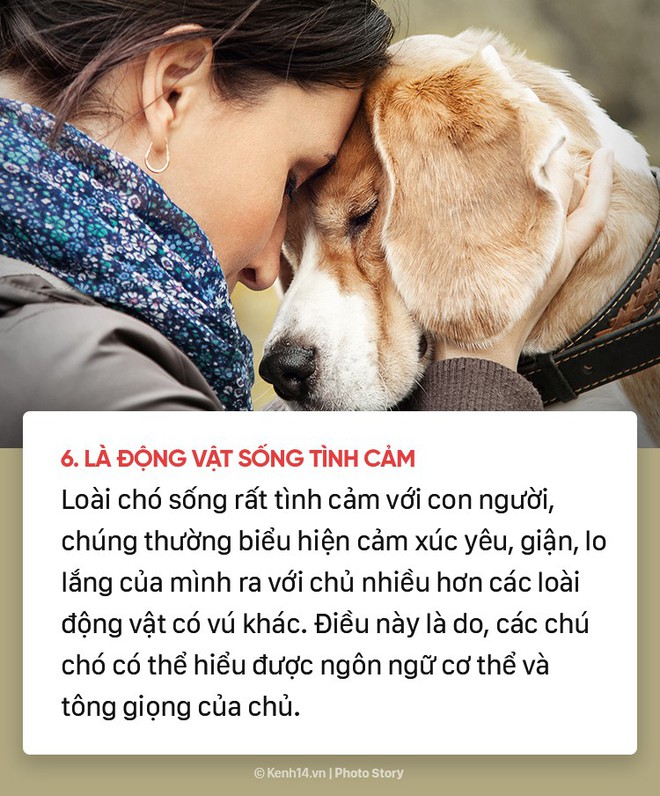 Dù yêu chó đến mấy nhưng có thể bạn cũng chưa biết 10 sự thật bất ngờ về những chú cún đáng yêu - Ảnh 12.