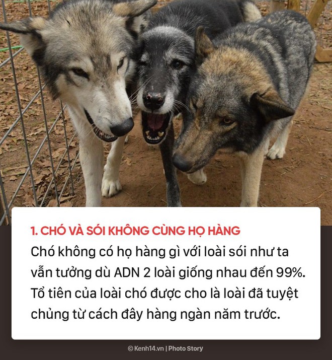 Dù yêu chó đến mấy nhưng có thể bạn cũng chưa biết 10 sự thật bất ngờ về những chú cún đáng yêu - Ảnh 1.