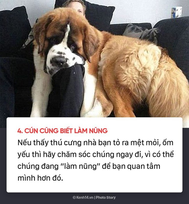 Dù yêu chó đến mấy nhưng có thể bạn cũng chưa biết 10 sự thật bất ngờ về những chú cún đáng yêu - Ảnh 7.