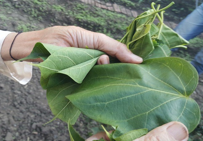 L&#225; ng&#243;n x&#224;o tỏi - m&#243;n ăn dễ g&#226;y giật m&#236;nh v&#236; độ nguy hiểm nhưng ở Lai Ch&#226;u lại l&#224; một đặc sản - Ảnh 1.