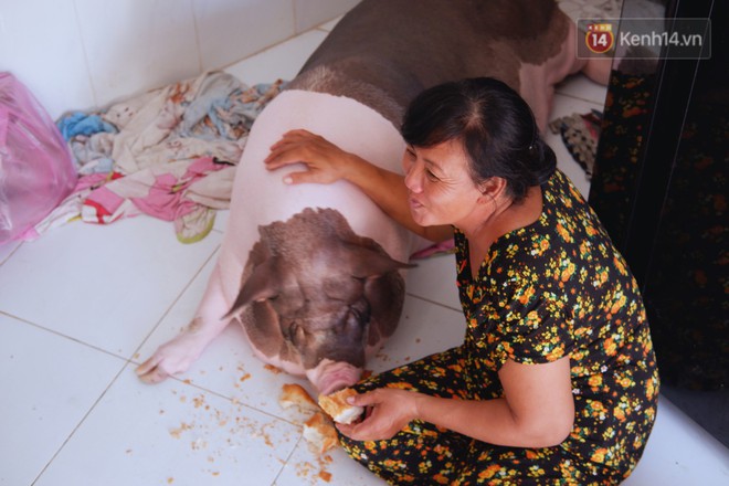 Người mẹ đơn thân ở Sài Gòn nuôi heo 100kg như thú cưng trong nhà: Nó đang giảm cân, con gái con đứa gì mập quá chừng! - Ảnh 3.