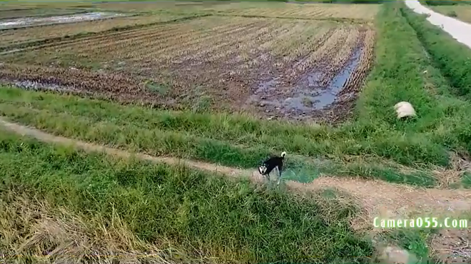 Trêu chó thời 4.0: Thanh niên dùng flycam dọa chó chạy khắp cánh đồng cho bõ những tháng ngày bị bắt nạt - Ảnh 2.