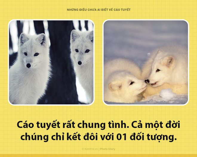 Các ông à! Tôi là một con cáo tuyết, và đảm bảo rằng tôi xịn hơn cái lũ đã từng lên sóng nhiều - Ảnh 6.