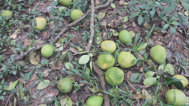 Bưởi Năm Roi rụng trắng gốc, n&ocirc;ng d&acirc;n kh&oacute;c r&ograve;ng b&aacute;n 1.000 đồng/kg - Ảnh 2.