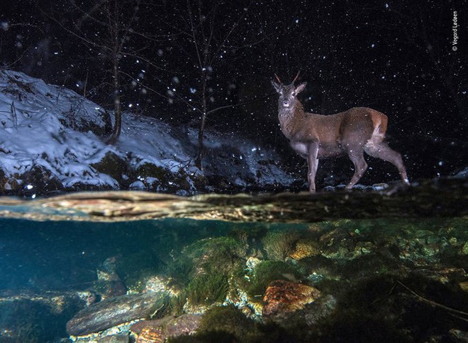 20 bức ảnh đẹp nhất Cuộc thi ảnh Thiên nhiên hoang dã 2018 - Ảnh 1.