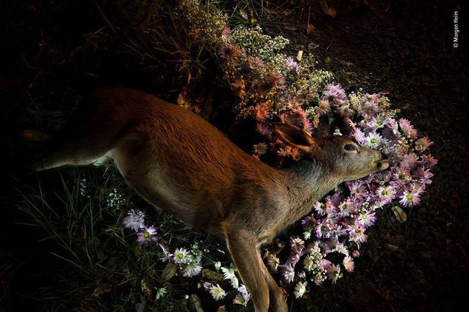 20 bức ảnh đẹp nhất Cuộc thi ảnh Thiên nhiên hoang dã 2018 - Ảnh 19.
