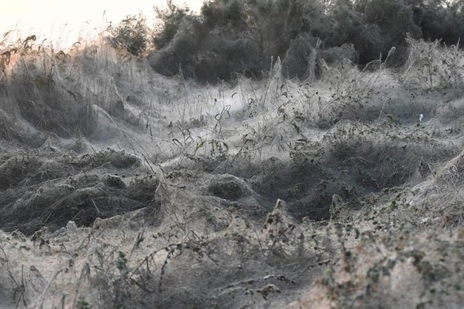 Ảnh: Rợn người cảnh mạng nhện phủ kín vùng Hồ Vistonida, Hy Lạp - Ảnh 3.