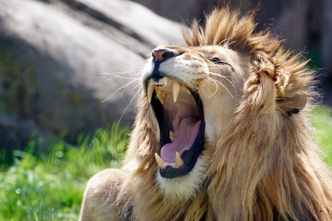 Bi kịch trong sở thú: Sư tử cái tự dưng cắn chết sư tử đực dù đã có với nhau 3 mặt con - Ảnh 1.