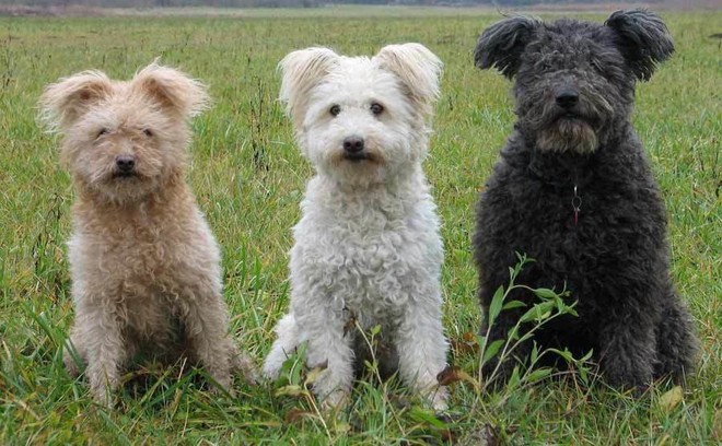 ba chú chó pumi với ba màu khác nhau cùng ngồi trên bãi cỏ