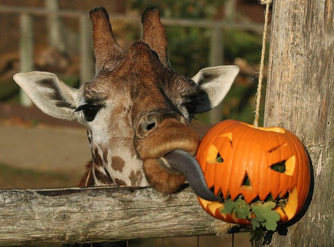Ảnh Halloween sớm tại sở thú London nước Anh - Ảnh 1.