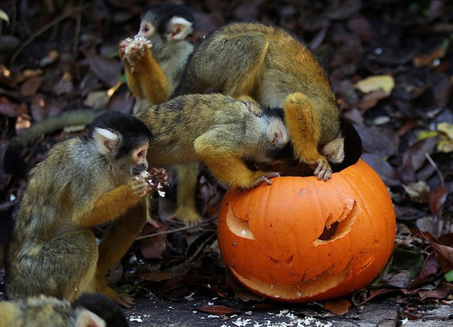 Ảnh Halloween sớm tại sở th&uacute; London nước Anh - Ảnh 5.