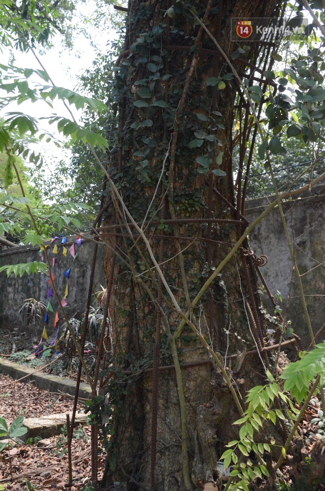 Ly kỳ chuyện c&acirc;y sưa gi&aacute; trăm tỷ ở H&agrave; Nội, người d&acirc;n mất ăn mất ngủ thay nhau canh giữ, mặc &aacute;o gi&aacute;p sắt để chống kẻ trộm - Ảnh 1.