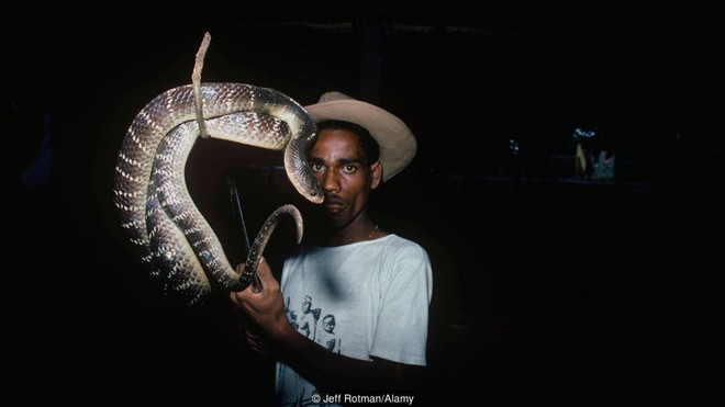 Tộc người rắn kỳ lạ tại Ấn Độ: ngành nghề độc đáo nhưng bị kỳ thị tại chính quê hương của mình - Ảnh 1.