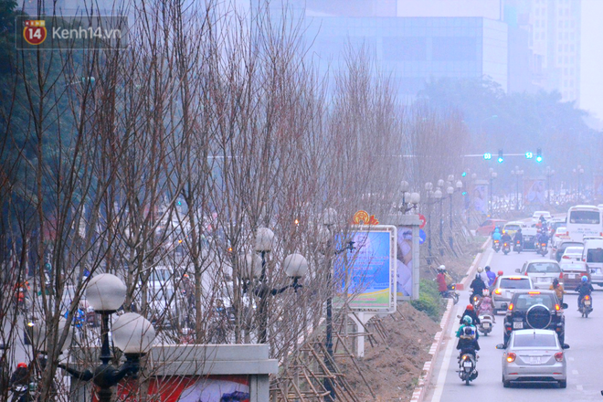 Hàng cây phong lá đỏ củi khô trước đây đã nhuộm sắc vàng đầu thu Hà Nội - Ảnh 2.