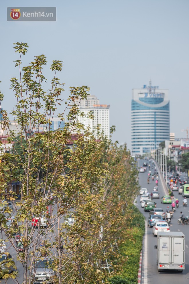 Hàng cây phong lá đỏ củi khô trước đây đã nhuộm sắc vàng đầu thu Hà Nội - Ảnh 12.