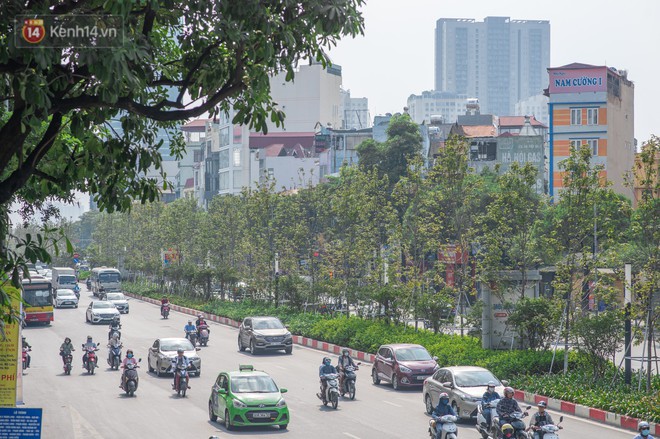 Hàng cây phong lá đỏ củi khô trước đây đã nhuộm sắc vàng đầu thu Hà Nội - Ảnh 4.