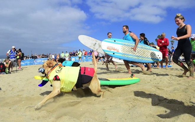 Hình ảnh những chú chó gây bão mạng với tài lướt sóng như “dân chơi” - Ảnh 1.