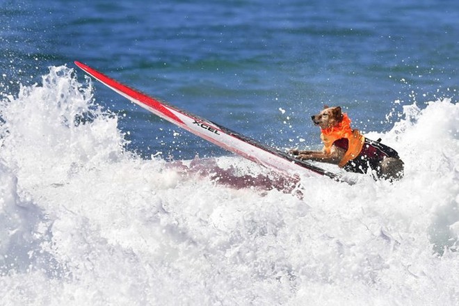 Hình ảnh những chú chó gây bão mạng với tài lướt sóng như “dân chơi” - Ảnh 2.