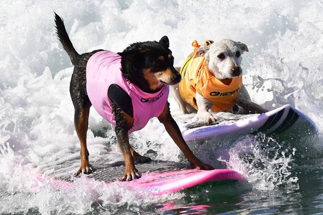 Hình ảnh những chú chó gây bão mạng với tài lướt sóng như “dân chơi” - Ảnh 4.