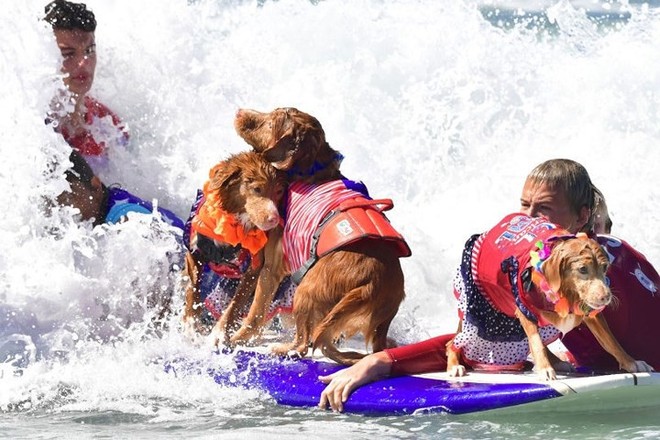 Hình ảnh những chú chó gây bão mạng với tài lướt sóng như “dân chơi” - Ảnh 5.