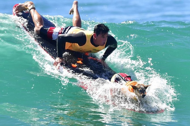 Hình ảnh những chú chó gây bão mạng với tài lướt sóng như “dân chơi” - Ảnh 6.