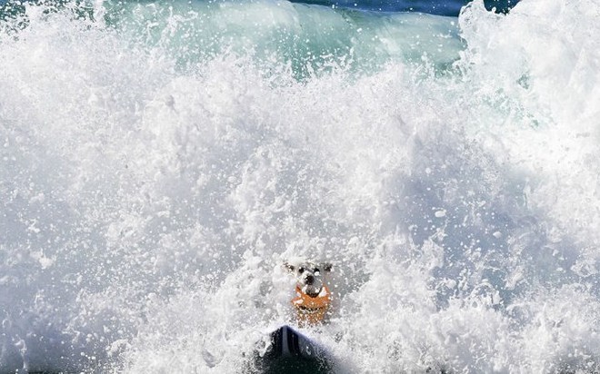 Hình ảnh những chú chó gây bão mạng với tài lướt sóng như “dân chơi” - Ảnh 7.