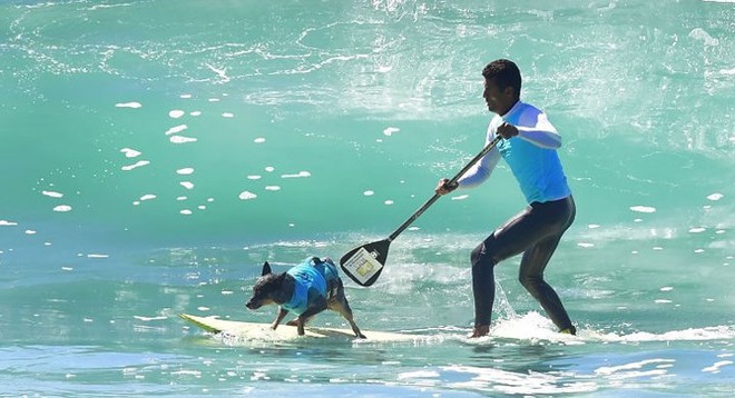Hình ảnh những chú chó gây bão mạng với tài lướt sóng như “dân chơi” - Ảnh 9.