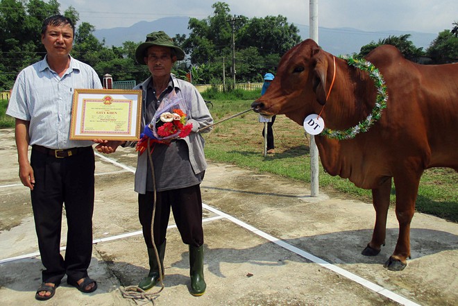 Kỳ lạ cuộc thi hoa hậu dành cho... bò ở Quảng Nam - Ảnh 2.