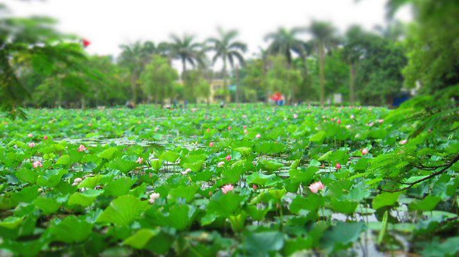 Ngay tại Hà Nội có một ngôi trường rộng gần 200ha, cây cối, hóa trái phủ xanh khắp nơi như rừng nhiệt đới - Ảnh 6.