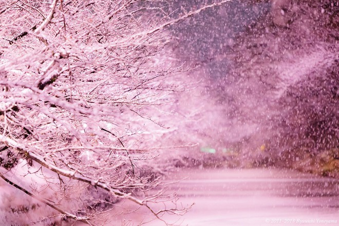 Người dân Nhật ngỡ ngàng chiêm ngưỡng những bông hoa anh đào băng tuyết trong thời tiết lạnh giá kéo dài - Ảnh 5.
