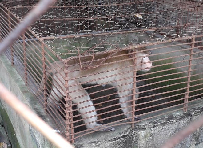 Thực hư thú nuôi bị ngược đãi ở Công viên nước Củ Chi - Ảnh 1.