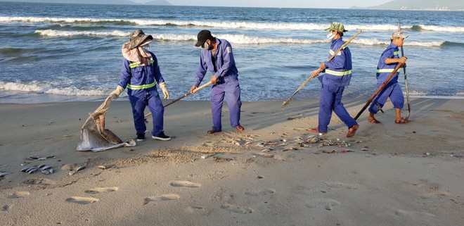 Cá chết hàng loạt, dạt vào bờ biển Đà Nẵng: Do nổ mìn đánh cá?  - Ảnh 3.